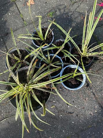 Japanse Zegge (Carex) - Ruilen beschikbaar voor biedingen