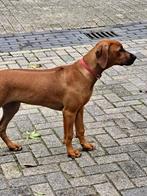 Rhodesian ridgeback teefje, 15 weken tot 1 jaar, Overige rassen, Teef, Meerdere