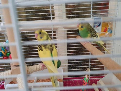 2 Mooie Parkieten 10 weken oud., Dieren en Toebehoren, Vogels | Parkieten en Papegaaien, Parkiet, Meerdere dieren, Tam