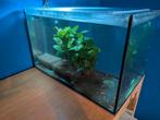 Aquarium 50x30x30 cm met CRS garnalen, Ophalen, Zo goed als nieuw, Gevuld zoetwateraquarium