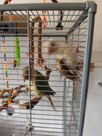 Pyrhurras, Meerdere dieren, Parkiet