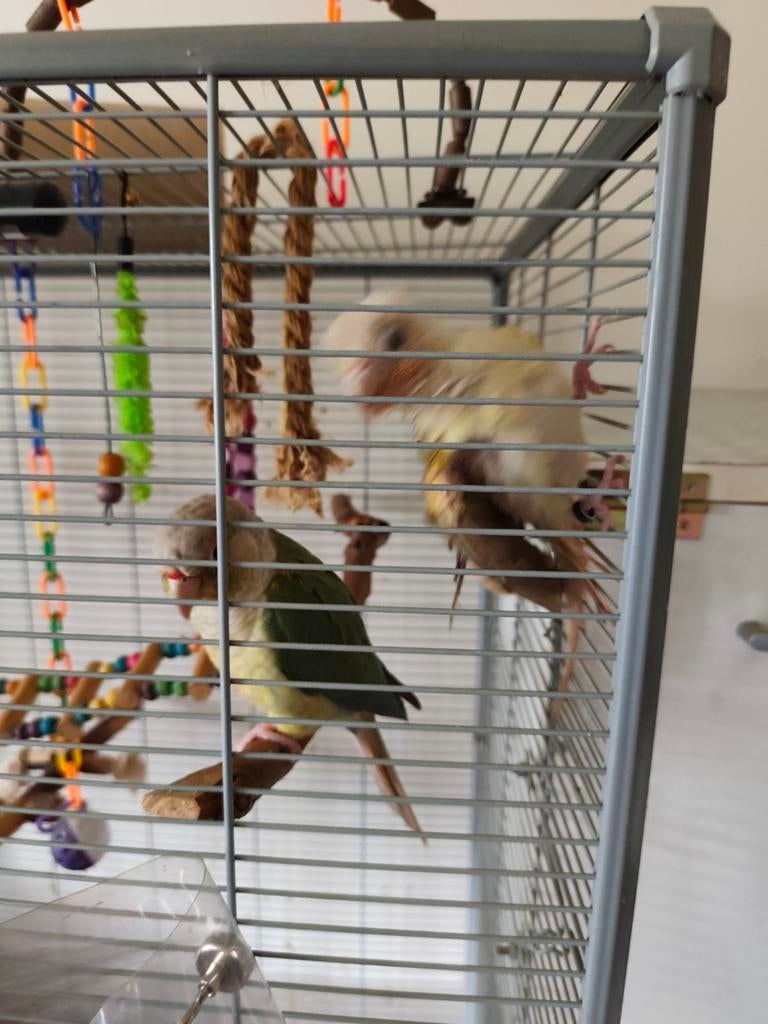 Trixie speelplaats voor parkieten of andere Houten speeltuin
