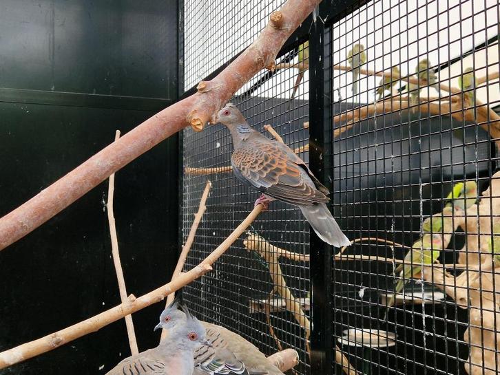 Koppels oosterse tortels | Sierlijke duif | Unieke duiven, Dieren en Toebehoren, Vogels | Duiven, Tortelduif, Meerdere dieren