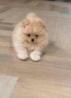 Pomeriaan pup pomeranian puppy fci stamboom, Dieren en Toebehoren, Honden | Poolhonden, Keeshonden en Oertypen, Keeshond, 8 tot 15 weken
