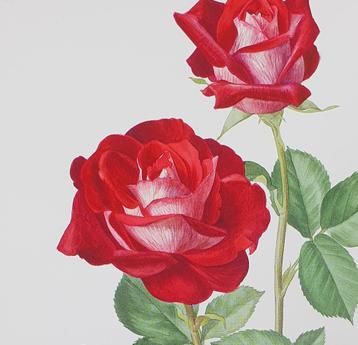 1645 - 1651 Rozenposter Poster prent met rozen AM TRECHSLIN  beschikbaar voor biedingen