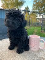 Toypoedel pup teefje, Dieren en Toebehoren, Poedel, CDV (hondenziekte), 8 tot 15 weken, Meerdere