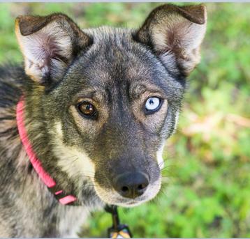 Molly, husky mix, 1 jaar oud, vriendelijk en kalm. beschikbaar voor biedingen