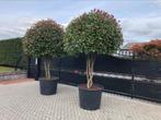 Glansmispel photinia red Robin carre rouge compacta, Ophalen, Lente, Overige soorten, Volle zon