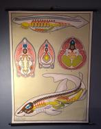 Schoolplaat vissen Duits - vintage retro poster vis, Ophalen of Verzenden, Natuur en Biologie
