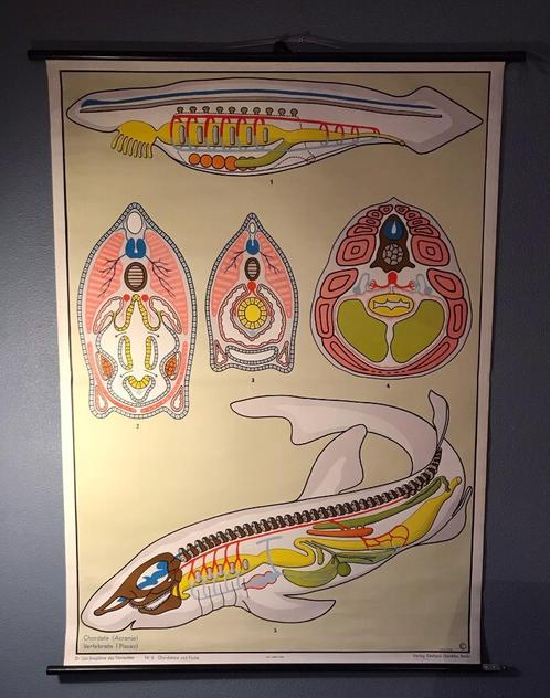 Schoolplaat vissen Duits - vintage retro poster vis, Antiek en Kunst, Antiek | Schoolplaten, Natuur en Biologie, Ophalen of Verzenden