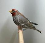 Roodkop amadine man, Dieren en Toebehoren, Vogels | Overige Vogels, Mannelijk