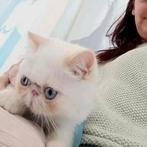 16 weken oude Supersweet Zorro beschikbaar in onze kennel, Kater, Gechipt, 0 tot 2 jaar