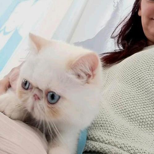 16 weken oude Supersweet Zorro beschikbaar in onze kennel, Dieren en Toebehoren, Katten en Kittens | Raskatten | Korthaar, Kater