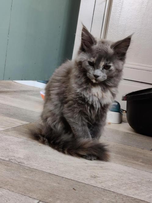 Maine Coon kittens, Dieren en Toebehoren, Katten en Kittens | Raskatten | Langhaar, Meerdere dieren, 0 tot 2 jaar, Gechipt, Ontwormd