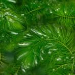 Zuurstofplanten Grof Hoornblad, Tuin en Terras, Ophalen, Zo goed als nieuw