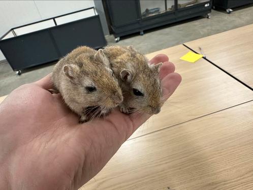 Pensionada’s op zoek naar een verzorgingstehuis!, Dieren en Toebehoren, Knaagdieren, Vrouwelijk, Overige typen, Voor 1 juli 2024