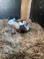 Jonge konijntjes, Meerdere dieren, Groot, 0 tot 2 jaar