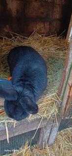 Konijnen, Dieren en Toebehoren, Mannelijk, Middelgroot, 0 tot 2 jaar