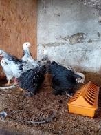 Jonge hennen krielkippen, Meerdere dieren, Kip