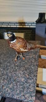 Opgezette fasant, Verzamelen, Dierenverzamelingen, Ophalen, Vogel, Opgezet dier
