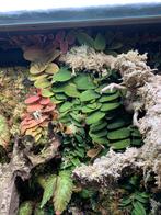 XL Marcgravia sintenisii stekken, Ophalen of Verzenden, Halfschaduw, Minder dan 100 cm