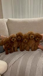 Toy Poodle - Toy Poedel, Poedel, Particulier, 15 weken tot 1 jaar, Buitenland