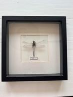 Libelle glazenmaker in lijst, Ophalen of Verzenden