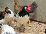 3 x lakenvelder haantjes van 11 juni, Dieren en Toebehoren, Pluimvee, Mannelijk, Kip