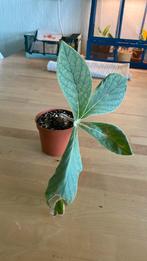 Sinningia Leucotricha #2, Ophalen of Verzenden, Overige soorten, Minder dan 100 cm