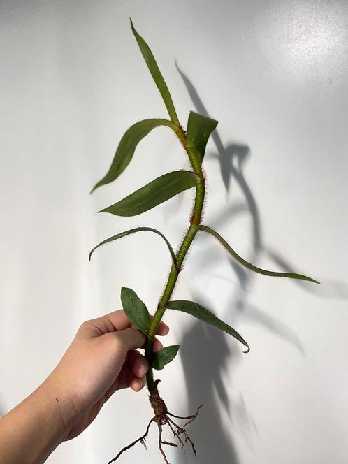 Trichotosia Ferox orchidee, Huis en Inrichting, Kamerplanten, Ophalen of Verzenden
