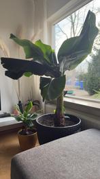 Bananenplanten, Tuin en Terras, Ophalen, Fruitplanten, Volle zon