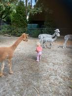 Alpaca’s te koop., Dieren en Toebehoren, Juli, Meerdere dieren