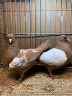 Nederlandse Hoogvliegers Vliegtype, Dieren en Toebehoren, Meerdere dieren, Overige soorten