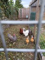 6 pfasvrije kippen, Dieren en Toebehoren, Pluimvee, Vrouwelijk, Kip