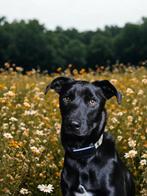 Leuke actieve pup van 10 maanden, Rabiës (hondsdolheid), Reu, Eén hond, Klein