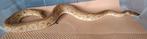 Clown mojave poss 66% pied, Dieren en Toebehoren, Reptielen en Amfibieën, Slang, 3 tot 6 jaar