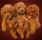 Prachtige pups toypoedel reutjes toy poedel mini, Dieren en Toebehoren, Honden | Chihuahua's en Gezelschapshonden, Poedel, Reu