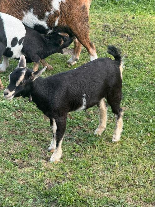 Jonge geitjes, Dieren en Toebehoren, Schapen, Geiten en Varkens, Geit, Meerdere dieren