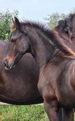 Fries merrieveulen uit beste bloedlijn, Dieren en Toebehoren, Paarden, Merrie, 0 tot 2 jaar