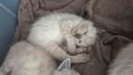 Prachtige Siamees red point aangeboden, Dieren en Toebehoren, Katten en Kittens | Raskatten | Korthaar, Kater, Ontwormd