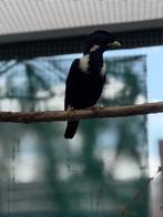 Sulawesi Myna, Meerdere dieren, Tropenvogel