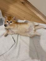 Britse korthaar ny12 golden Chell kater, Kater, Ontwormd, 0 tot 2 jaar
