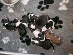 Border collie pups raszuiver, Rabiës (hondsdolheid), 8 tot 15 weken, Collie, Meerdere