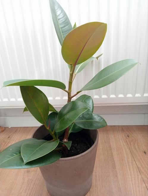 Rubberboom (Ficus elastica 'Robusta'), Huis en Inrichting, Kamerplanten, Ficus, Minder dan 100 cm, Ophalen
