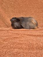 Peruvian choco/goud beertje bruin stamboom fok knuffel lief, Dieren en Toebehoren, Knaagdieren, Cavia, Augustus, Mannelijk, Tam