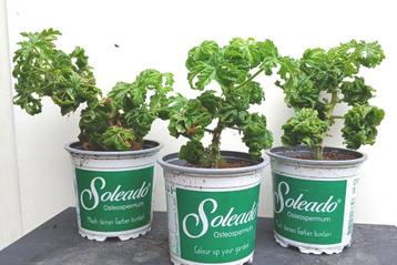 6 Bontrosai Citroengeranium P. Graveolens Bontrosai Stekken beschikbaar voor biedingen