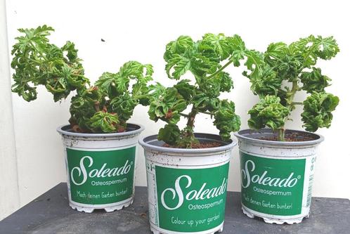 6 Bontrosai Citroengeranium P. Graveolens Bontrosai Stekken, Tuin en Terras, Planten | Tuinplanten, Vaste plant, Overige soorten