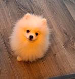 Pomeriaan, Dieren en Toebehoren, 15 weken tot 1 jaar, Reu, Eén hond, Nederland