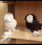 Mannelijke en vrouwelijke duiven te koop, Meerdere dieren, Overige soorten