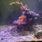 Grote keramische pilaar voor zee aquarium, Dieren en Toebehoren, Ophalen, Leeg aquarium